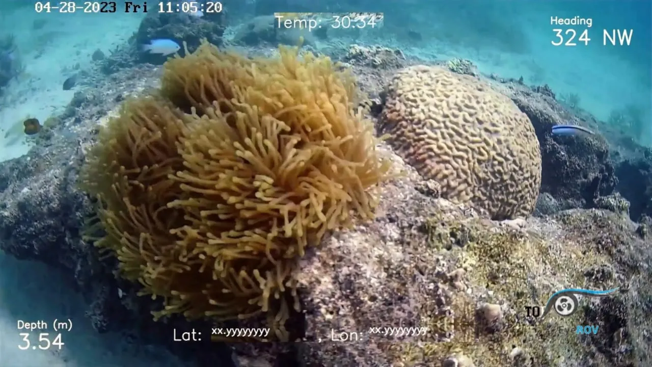 EyeROV Corals