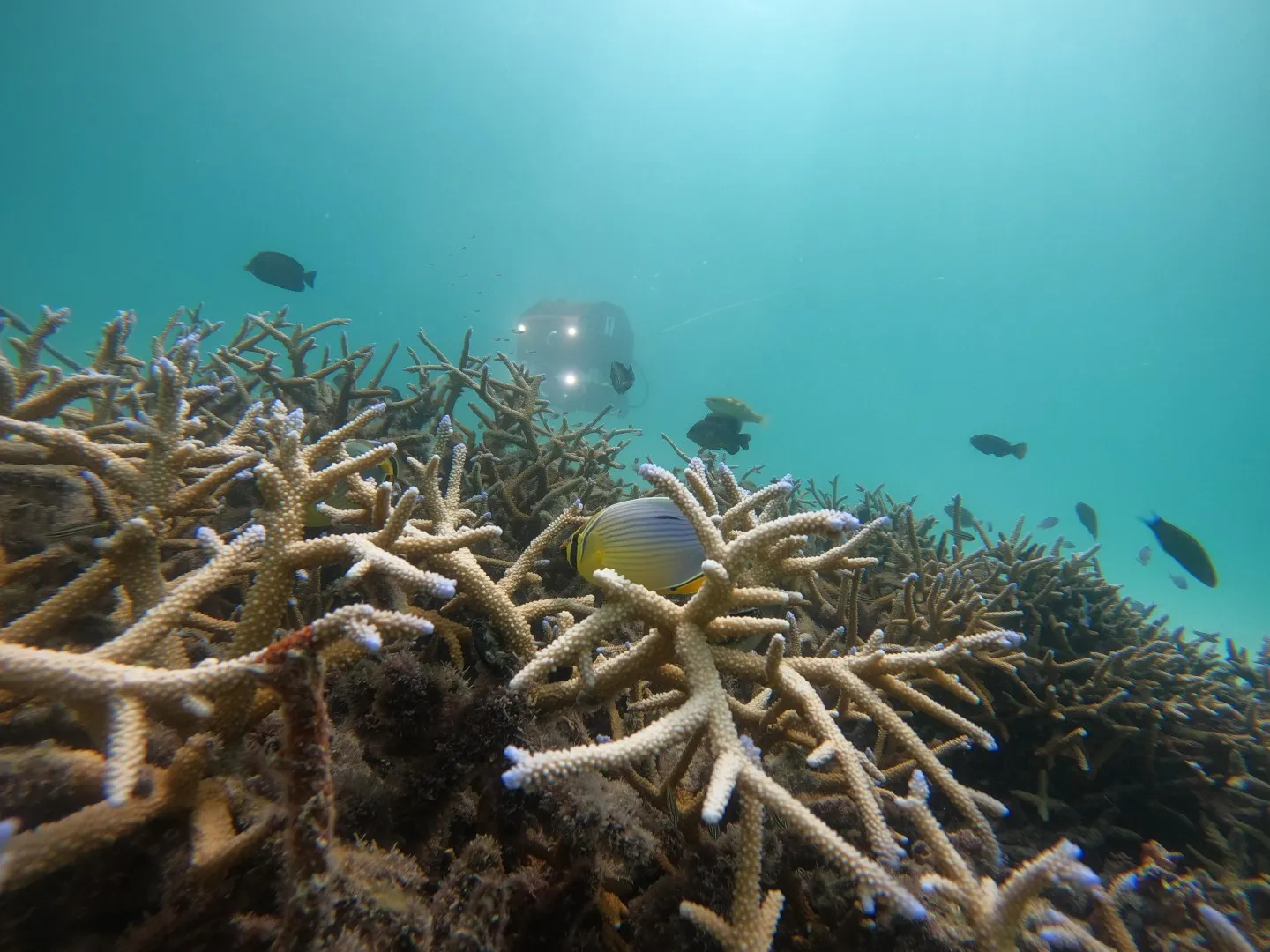 EyeROV TUNA Exploring Coral
